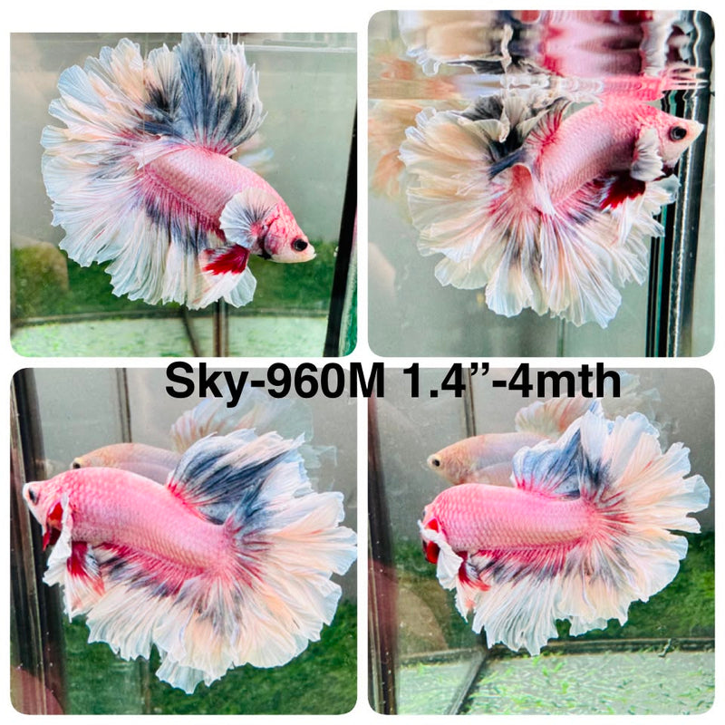 Live Male Betta Fancy Light colors Halfmoon Rosetail (Sky-960) High quality What you see What you get!!