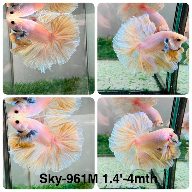Live Male Betta Fancy Light colors Halfmoon Rosetail (Sky-961) High quality What you see What you get!!