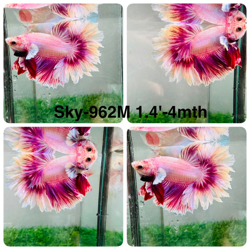 Live Male Betta Fancy Purple Pink Sweet colors Halfmoon Rosetail (Sky-962) High quality What you see What you get!!