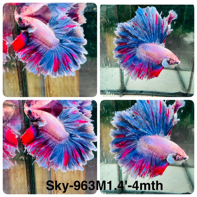 Live Male Betta Fancy Grizzle Halfmoon Rosetail (Sky-963) High quality What you see What you get!!