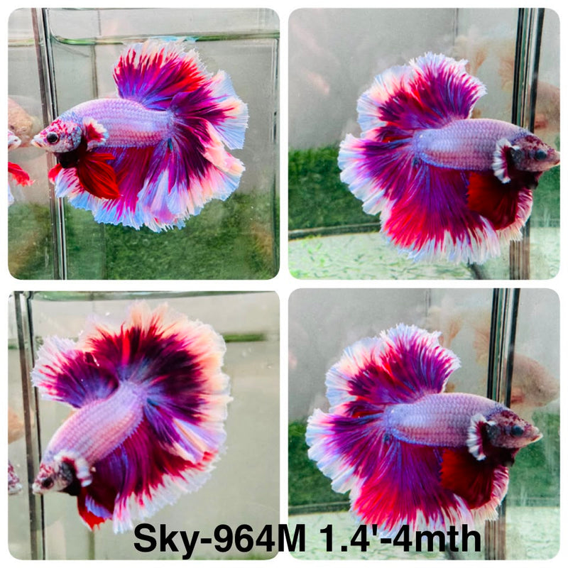 Live Male Betta Fancy Purple Pink Lavender Halfmoon Rosetail (Sky-964) High quality What you see What you get!!