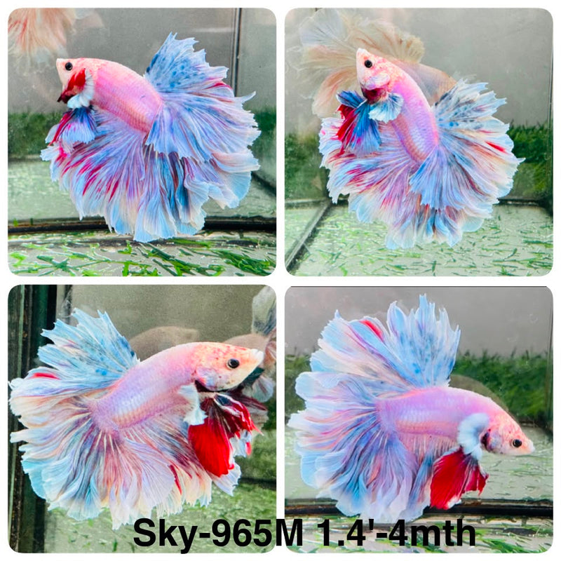 Live Male Betta Fancy Sweet Pastel colors Halfmoon Rosetail (Sky-965) High quality What you see What you get!!