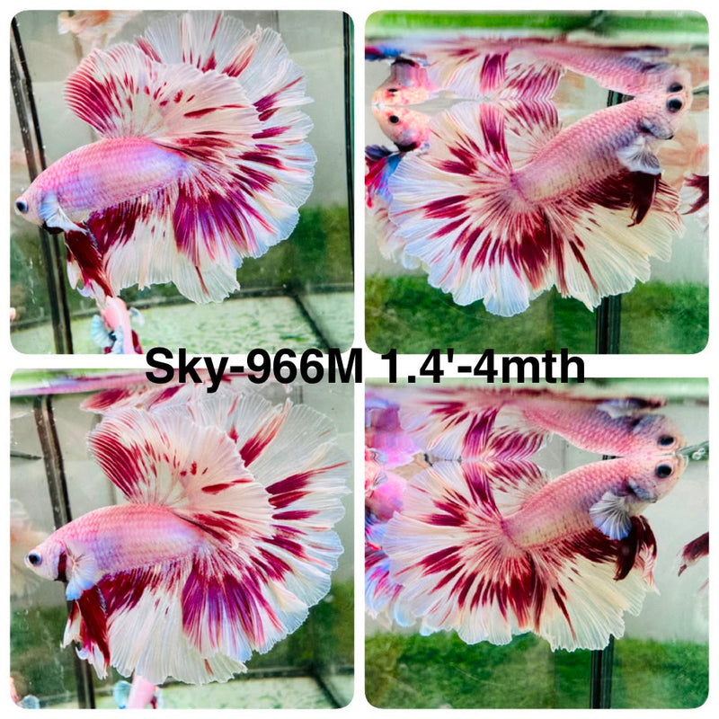 Live Male Betta Fancy Purple Pink Sweet colors Halfmoon (Sky-966) High quality What you see What you get!!