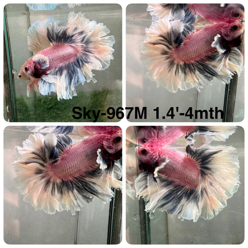 Live Male Betta Fancy Grizzle Halfmoon Rosetail (Sky-967) High quality What you see What you get!!