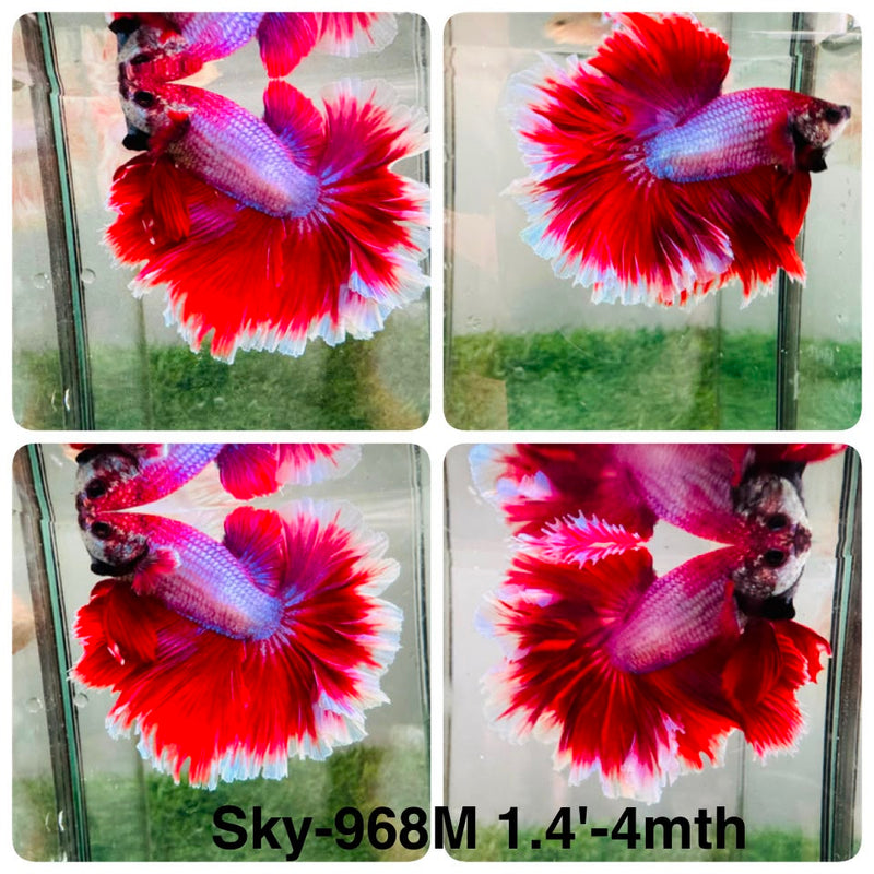 Live Male Betta Fancy Red Purple Lavender Halfmoon Rosetail (Sky-968) High quality What you see What you get!!