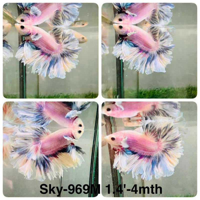 Live Male Betta Fancy Grizzle Halfmoon Rosetail (Sky-969) High quality What you see What you get!!
