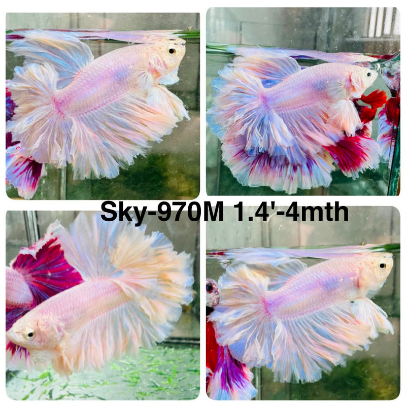Live Male Betta Fancy Light colors Halfmoon Rosetail (Sky-970) High quality What you see What you get!!