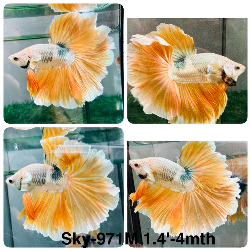 Live Male Betta Fancy Yellow Light colors Halfmoon Rosetail (Sky-971) High quality What you see What you get!!