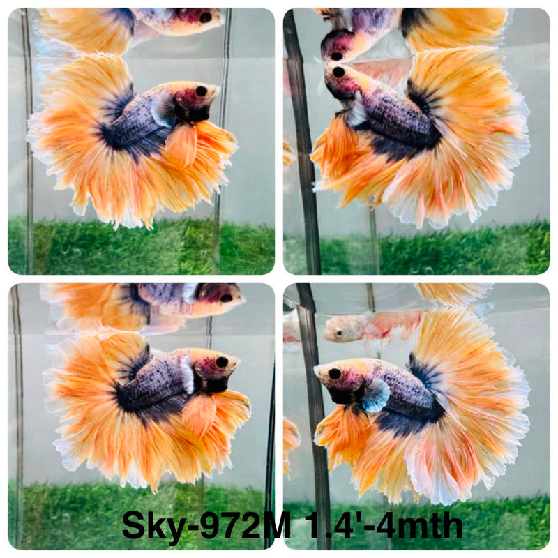 Live Male Betta Fancy Yellow Blue Mascot Halfmoon Rosetail (Sky-972) High quality What you see What you get!!