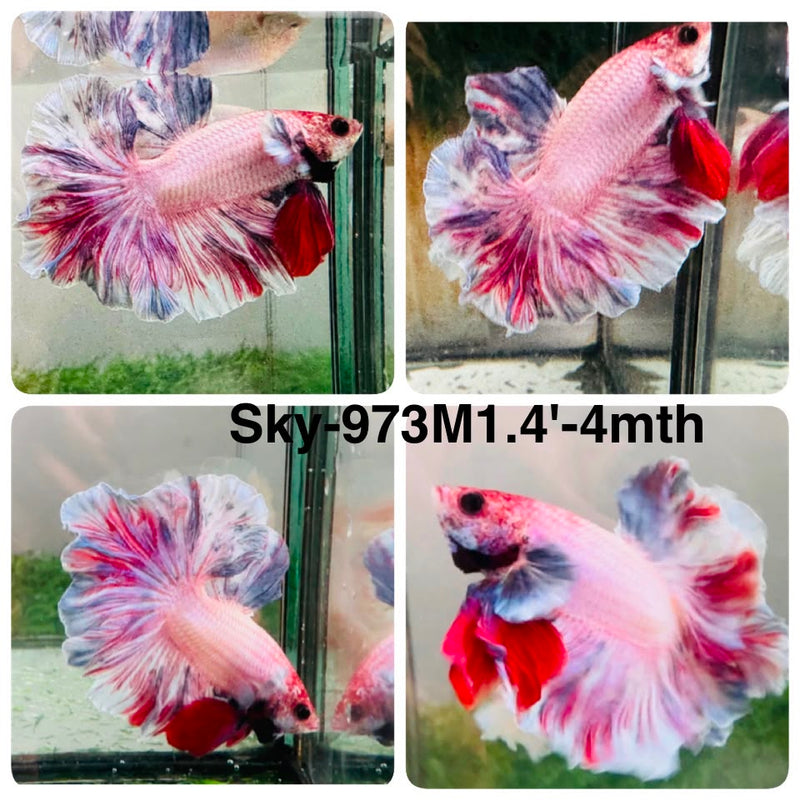 Live Male Betta Fancy Light colors Halfmoon Rosetail (Sky-973) High quality What you see What you get!!