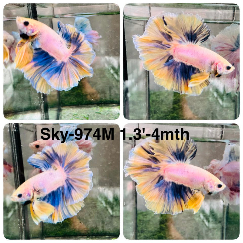 Live Male Betta Fancy Yellow Blue Mascot Halfmoon Rosetail (Sky-974) High quality What you see What you get!!