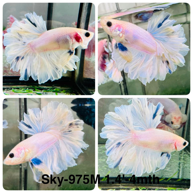 Live Male Betta Fancy Light colors Halfmoon Rosetail (Sky-975) High quality What you see What you get!!