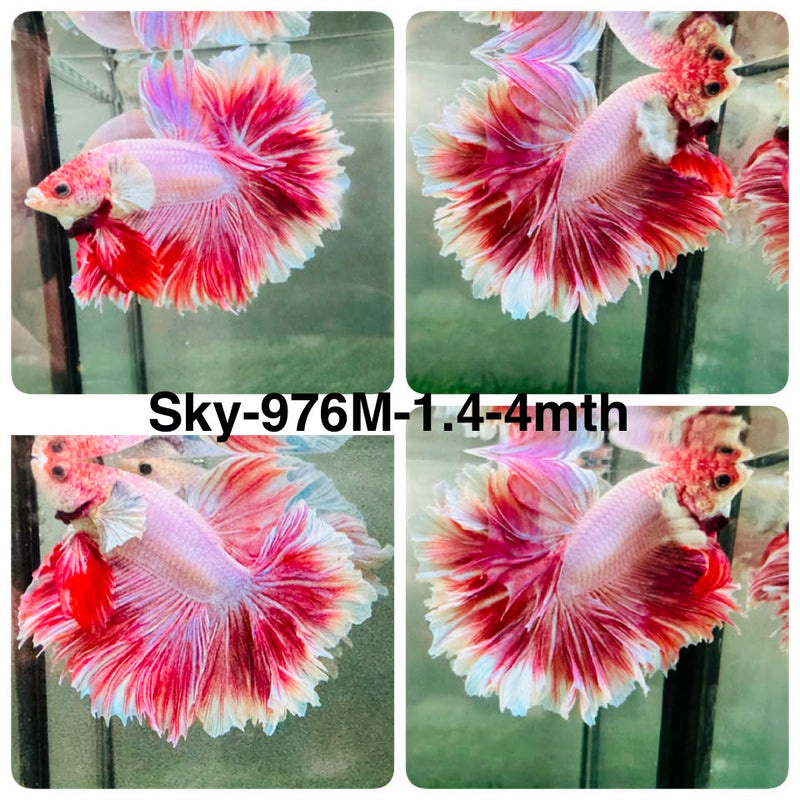 Live Male Betta Fancy Purple Pink Sweet colors Halfmoon Rosetail (Sky-976) High quality What you see What you get!!