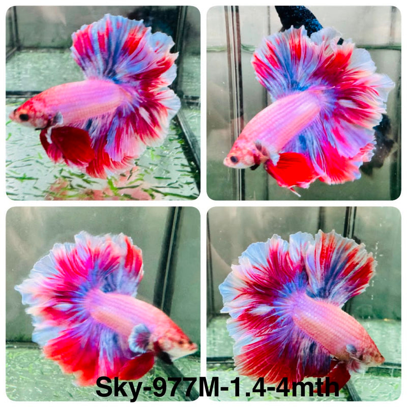 Live Male Betta Fancy Purple Pink Sweet colors Halfmoon Rosetail (Sky-977) High quality What you see What you get!!
