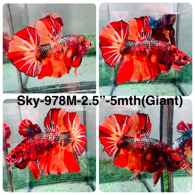 Live Male Betta Red Copper Nemo Giants Plakat (Sky-978) High quality What you see What you get!!
