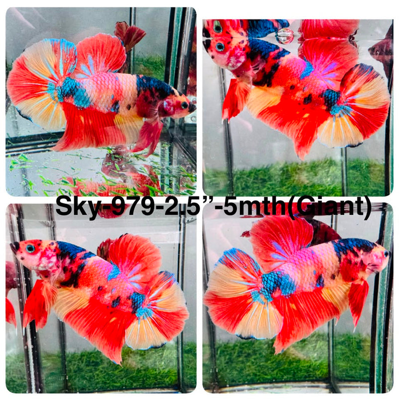 Live Male Betta Candy Sweet  Giants Plakat (Sky-979) High quality What you see What you get!!