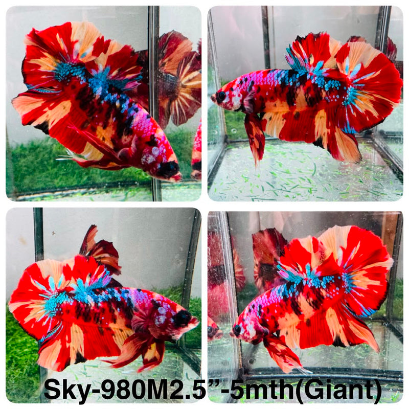 Live Male Betta Galaxy Nemo Giants Plakat (Sky-980) High quality What you see What you get!!
