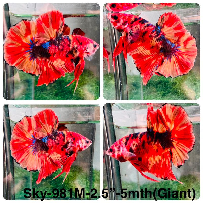 Live Male Betta Galaxy Nemo Giants Plakat (Sky-981) High quality What you see What you get!!