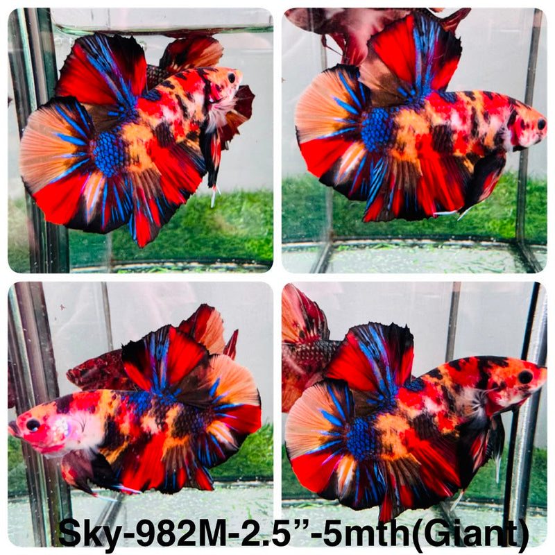 Live Male Betta Galaxy Koi Giants Plakat (Sky-982) High quality What you see What you get!!