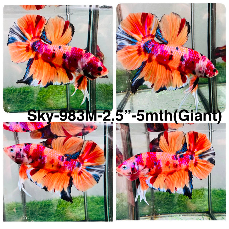 Live Male Betta Candy Sweet Colors Giants Plakat (Sky-983) High quality What you see What you get!!