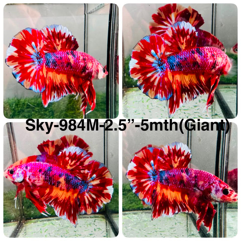 Live Male Betta Galaxy Red Koi Giants Plakat (Sky-984) High quality What you see What you get!!