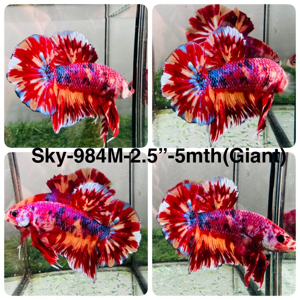 Live Male Betta Galaxy Red Koi Giants Plakat (Sky-984) S089 High quality What you see What you get!!