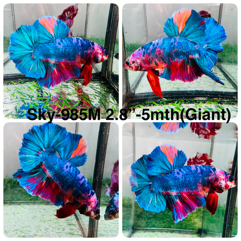 Live Male Betta Fancy Marble Giants Plakat (Sky-985) High quality What you see What you get!!