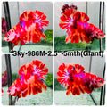 Live Male Betta Fancy Red Koi Giants Plakat (Sky-986)S116 High quality What you see What you get!!