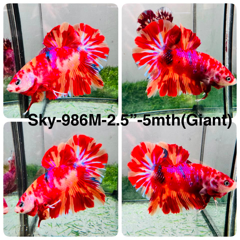 Live Male Betta Fancy Red Koi Giants Plakat (Sky-986) High quality What you see What you get!!