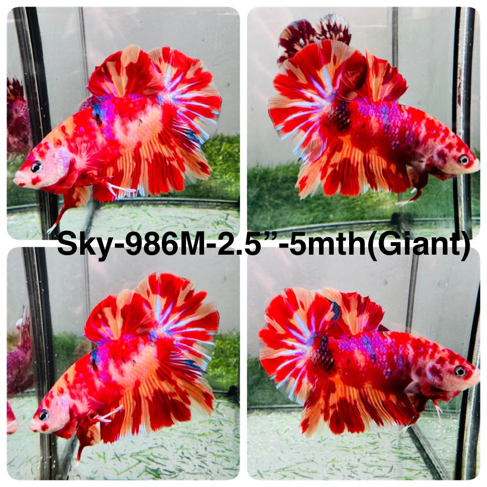 Live Male Betta Fancy Red Koi Giants Plakat (Sky-986)S116 High quality What you see What you get!!