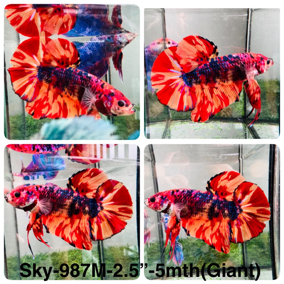 Live Male Betta Fancy Red Koi Giants Plakat (Sky-987) S044 High quality What you see What you get!!