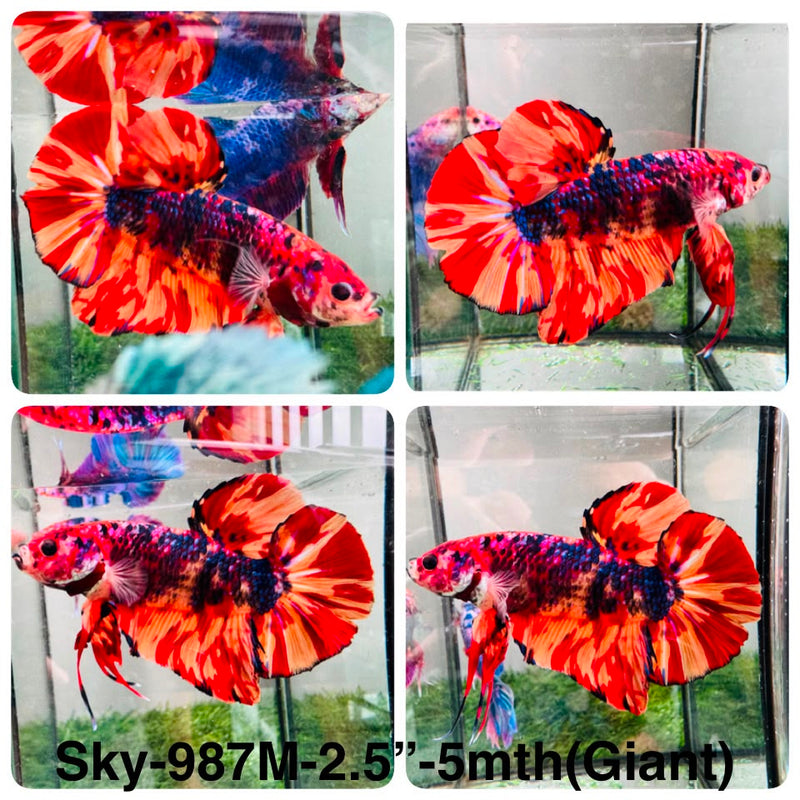 Live Male Betta Fancy Red Koi Giants Plakat (Sky-987) High quality What you see What you get!!