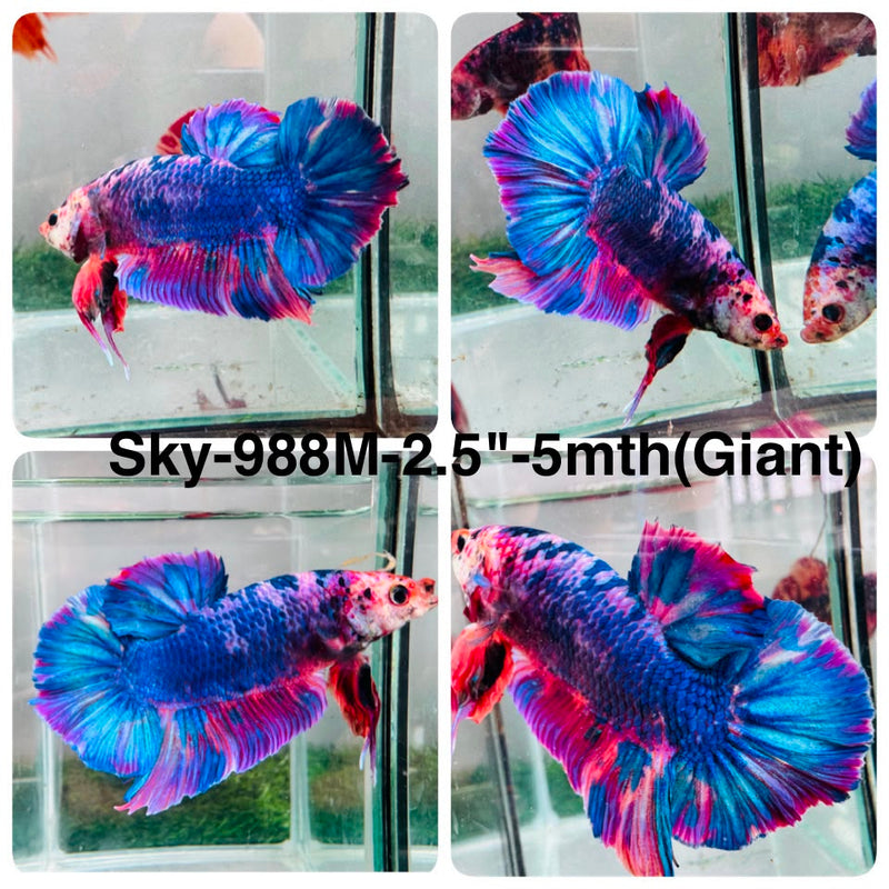 Live Male Betta Fancy Marble Giants Plakat (Sky-988) High quality What you see What you get!!