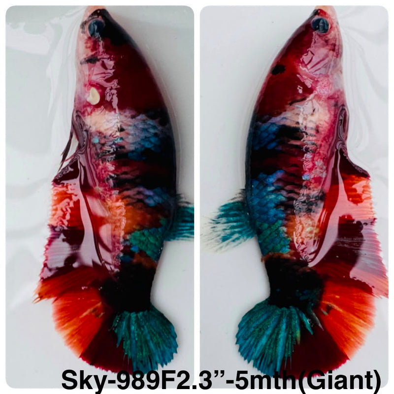 Live Female Betta Galaxy Nemo Giants Plakat (Sky-989) High quality What you see What you get!!