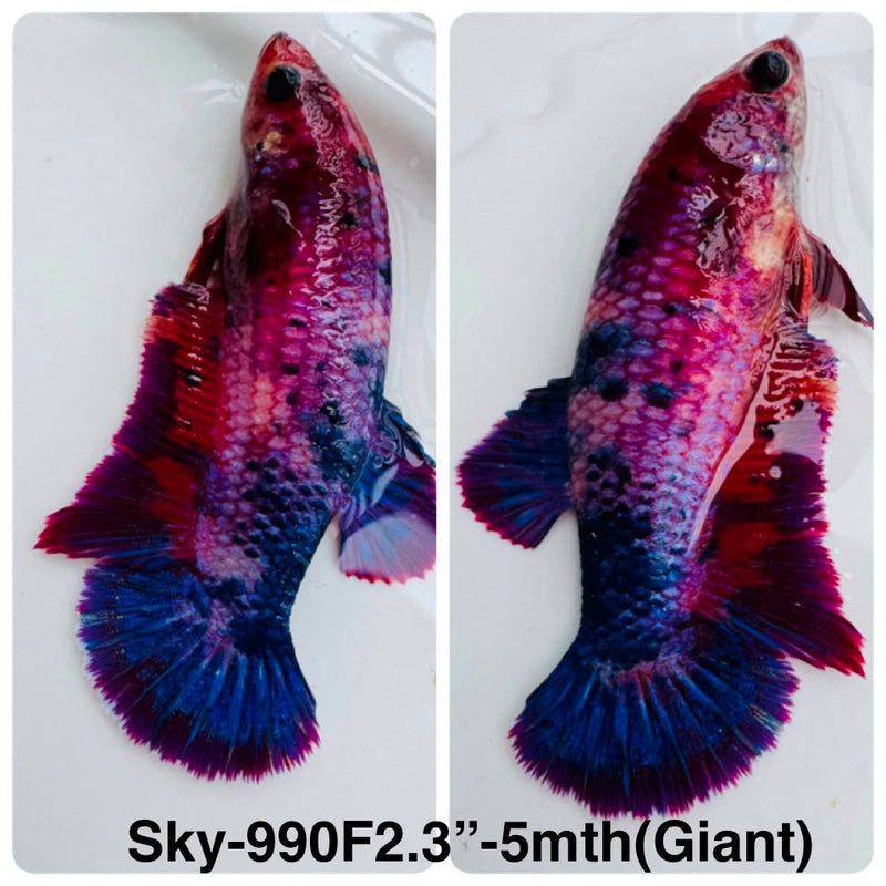 Live Female Betta Fancy Marble Giants Plakat (Sky-990) High quality What you see What you get!!