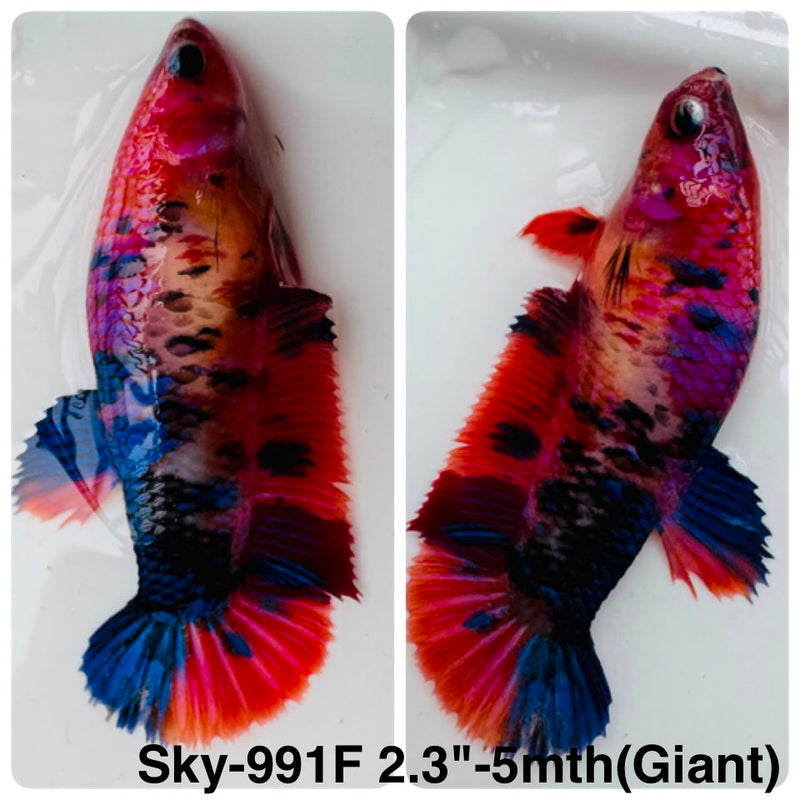 Live Female Betta Nemo Koi Giants Plakat (Sky-991) High quality What you see What you get!!