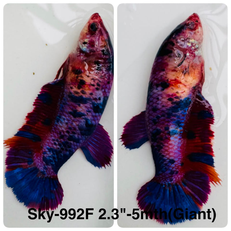 Live Female Betta Candy Marble Giants Plakat (Sky-992) High quality What you see What you get!!