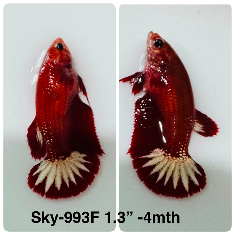Live Female Betta Red Hellboy Startail Plakat (Sky-993) High quality What you see What you get!!