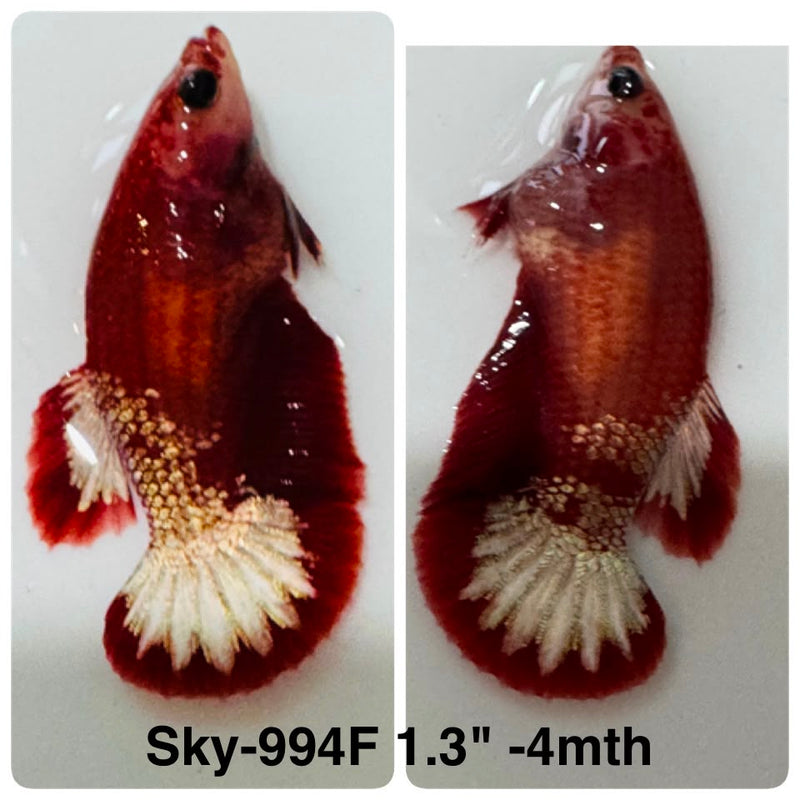 Live Female Betta Red Hellboy Startail Plakat (Sky-994) High quality What you see What you get!!