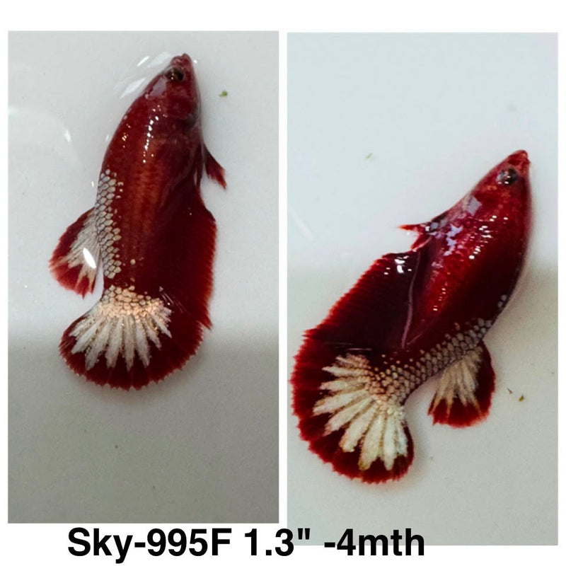 Live Female Betta Red Hellboy Startail Plakat (Sky-995) High quality What you see What you get!!