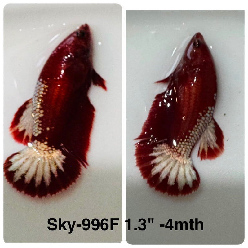 Live Female Betta Red Hellboy Startail Plakat (Sky-996) High quality What you see What you get!!