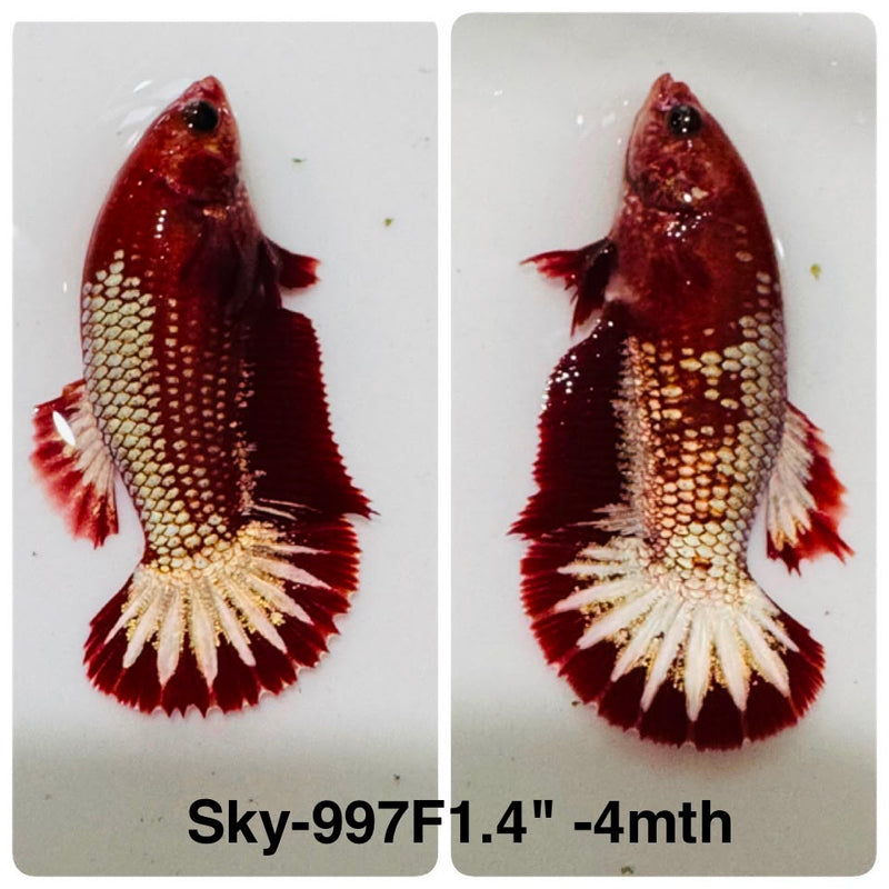 Live Female Betta Red Hellboy Startail Plakat (Sky-997) High quality What you see What you get!!