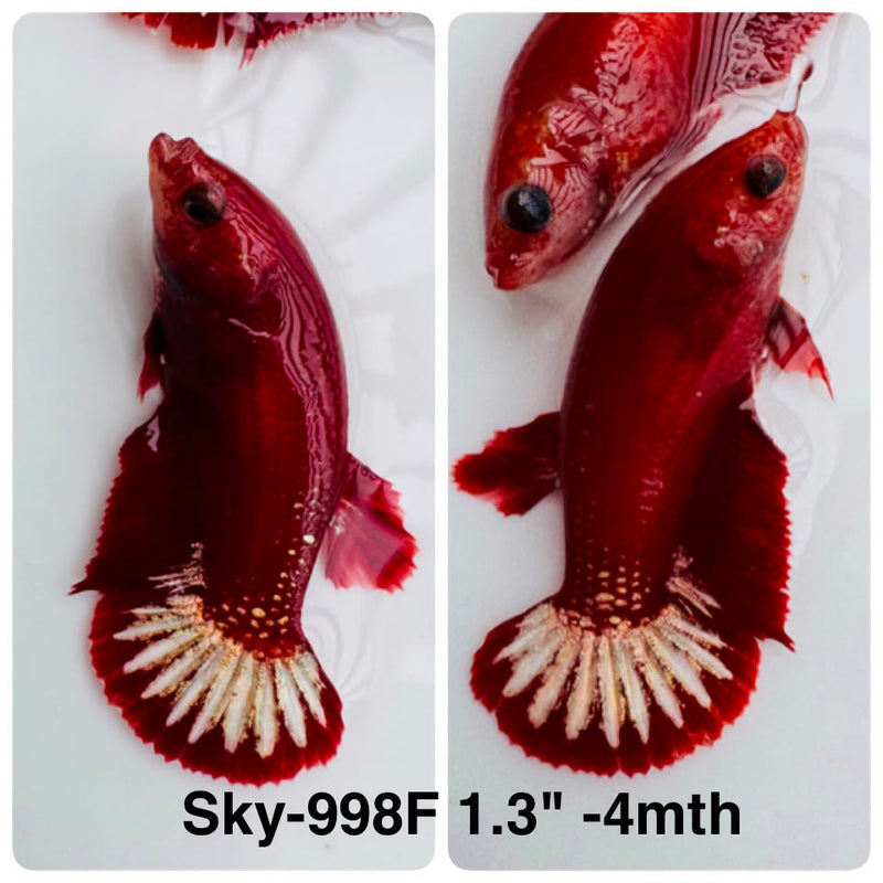 Live Female Betta Red Hellboy Startail Plakat (Sky-998) High quality What you see What you get!!