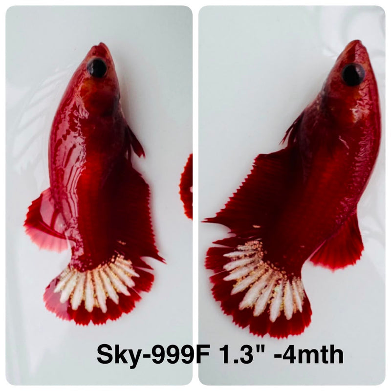 Live Female Betta Red Hellboy Startail Plakat (Sky-999) High quality What you see What you get!!
