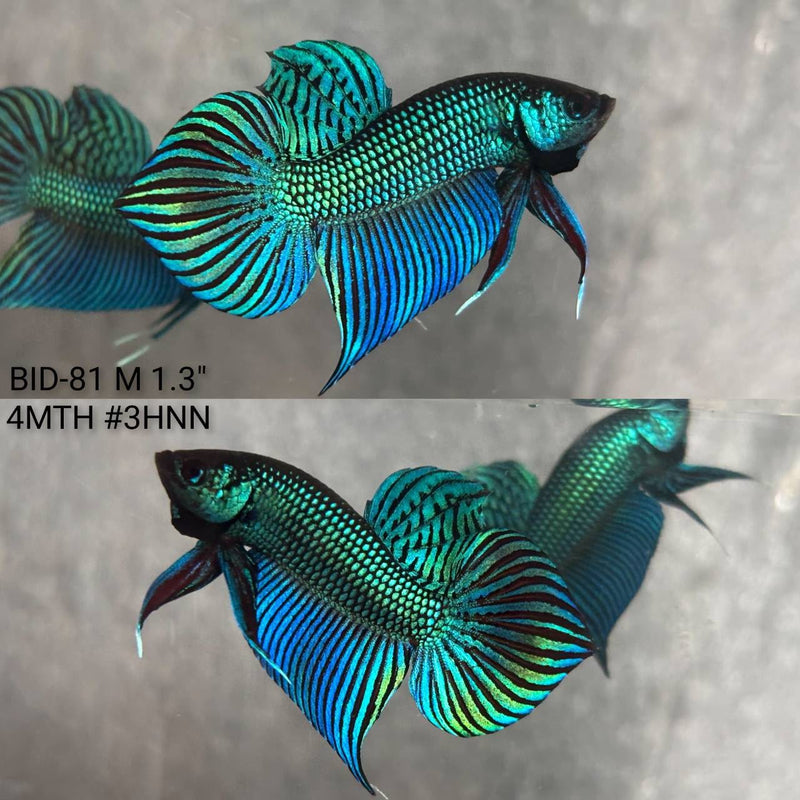 Live Male Betta Original Green Mahachai Wild Plakat (BID-81) High quality What you see What you get!!