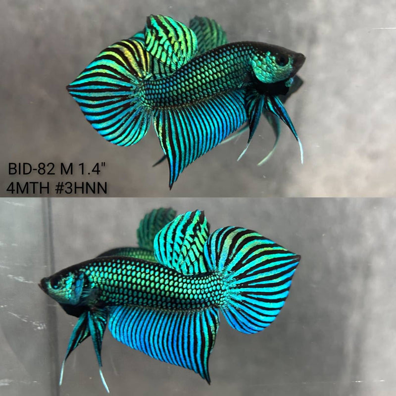 Live Male Betta Original Green Mahachai Wild Plakat (BID-82) High quality What you see What you get!!