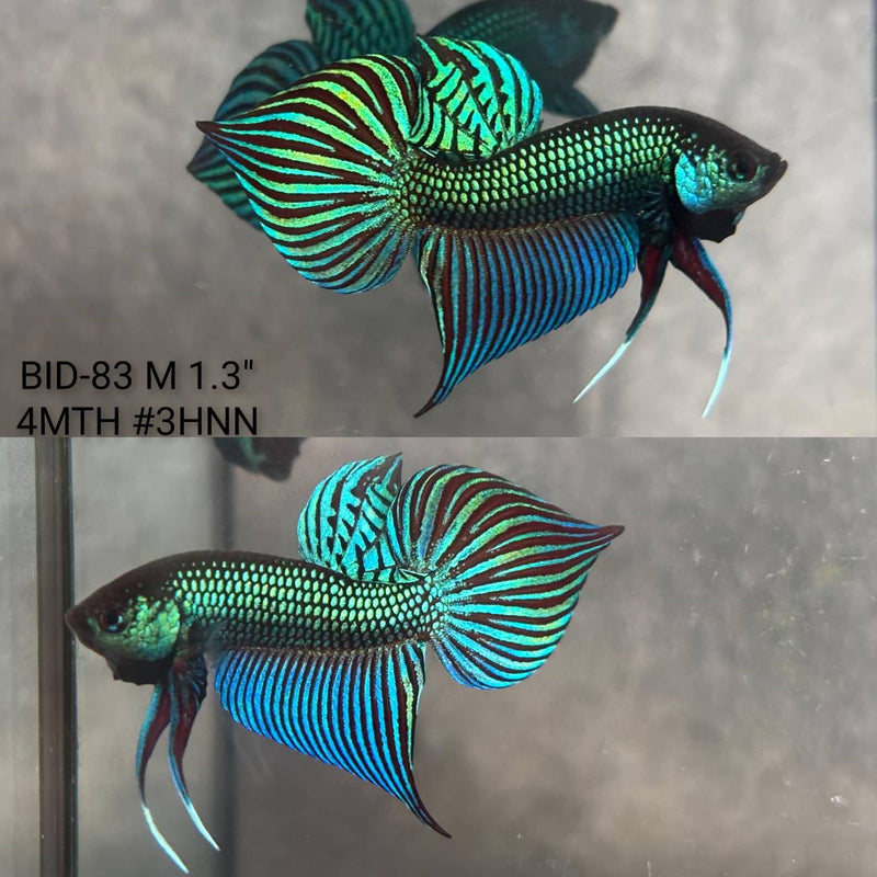 Live Male Betta Original Green Mahachai Wild Plakat (BID-83) High quality What you see What you get!!