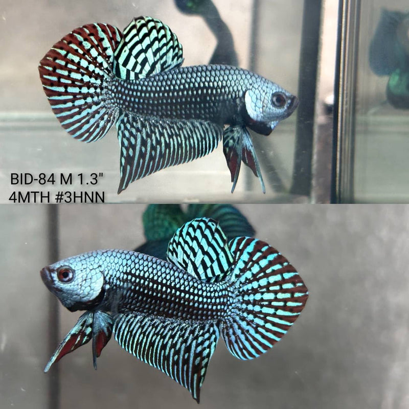 Live Male Betta Gray Alien Hybrid Wild Plakat (BID-84) High quality What you see What you get!!