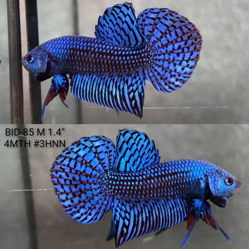 Live Male Betta Royal Blue Alien Hybrid Wild Plakat (BID-85) High quality What you see What you get!!