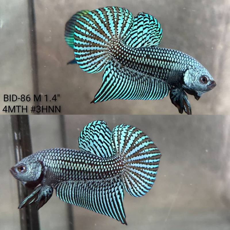 Live Male Betta Gray Alien Hybrid Wild Plakat (BID-86) High quality What you see What you get!!